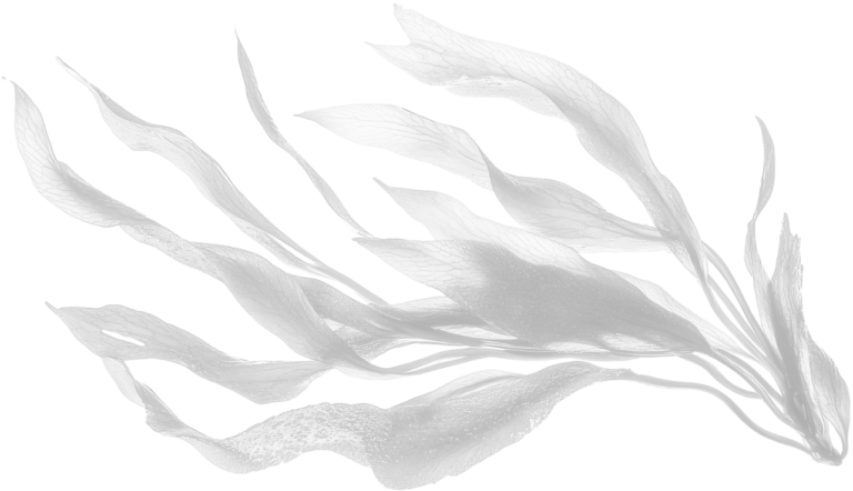 Sargassum